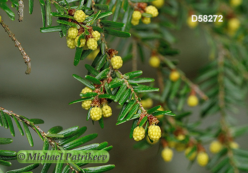 Eastern Hemlock (Tsuga canadensis)